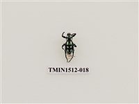 藏品(小圓斑球背象鼻蟲)的圖片